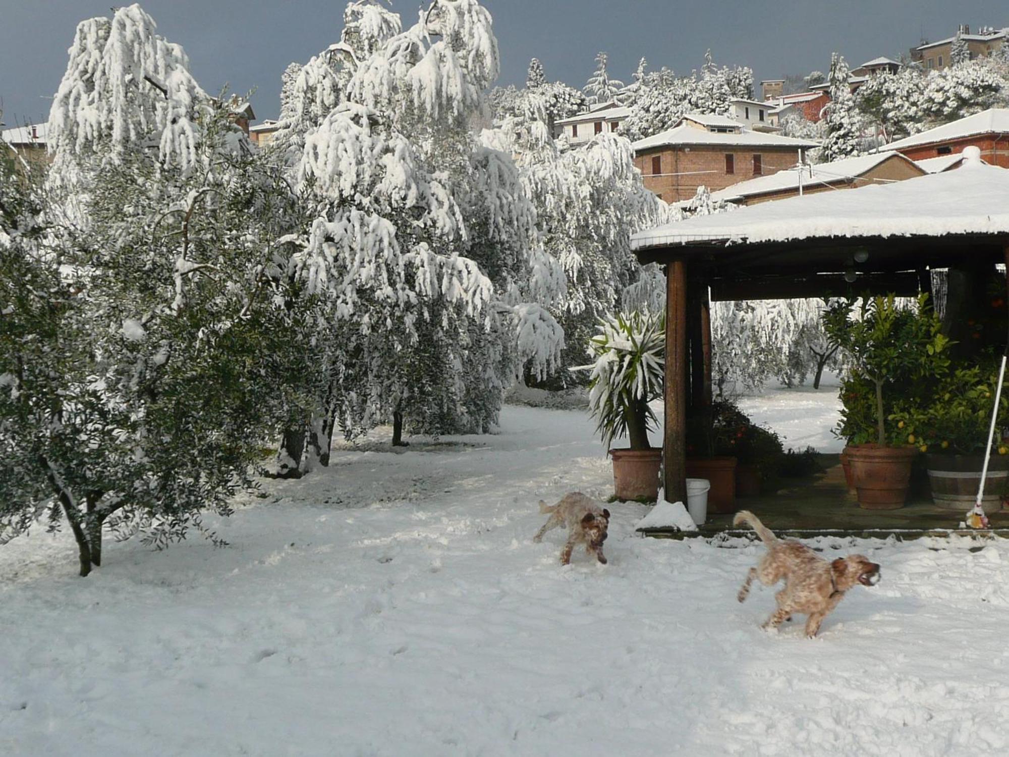 Il Baraccotto Panzió Lucignano Kültér fotó